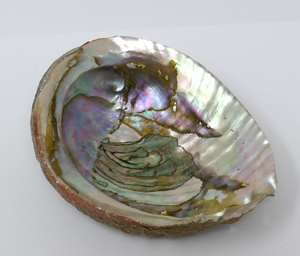 Abalone Iridescent MOP Shell
