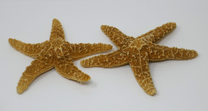 Real Starfish Dried Sea Star Nautical Ocean Art Maritime Decor
