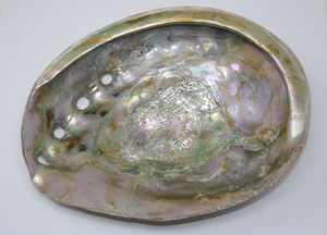 Large Red Abalone Haliotis rufescens Iridescent MOP 8x6 Shell