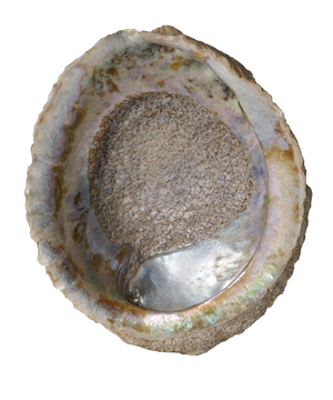 Abalone Rainbow MOP 7" x 5" Seashell